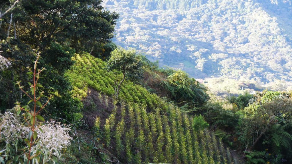 Coca-plantasjer utenfor Coroico i Las Yungas