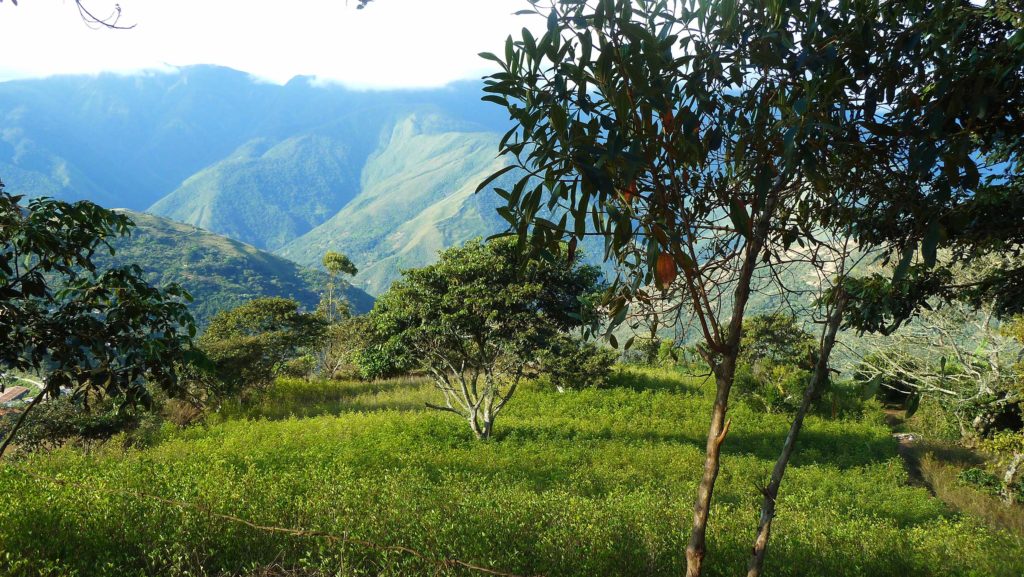 Det grønne landskapet i Las Yungas. Foto