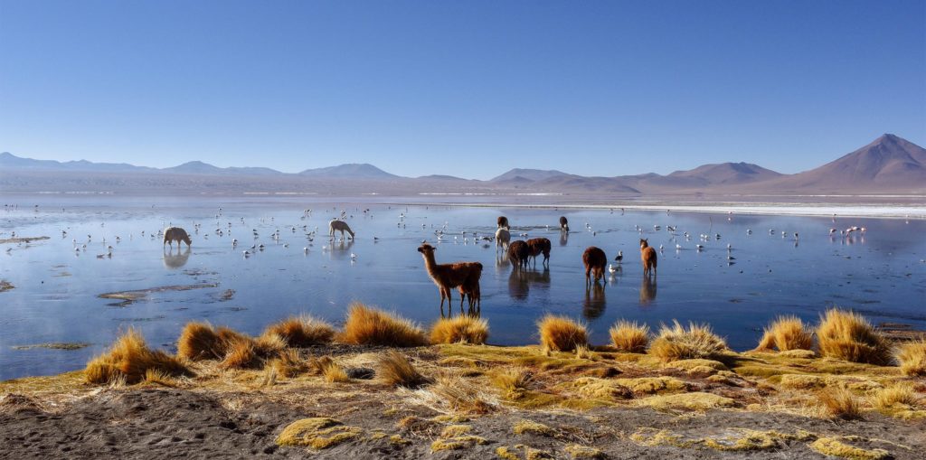 Bolivia. Altiplano. Lamaer, alpakkaer og fugler. Foto