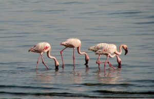 Bolivia. Altiplano. Flamingoer. Foto