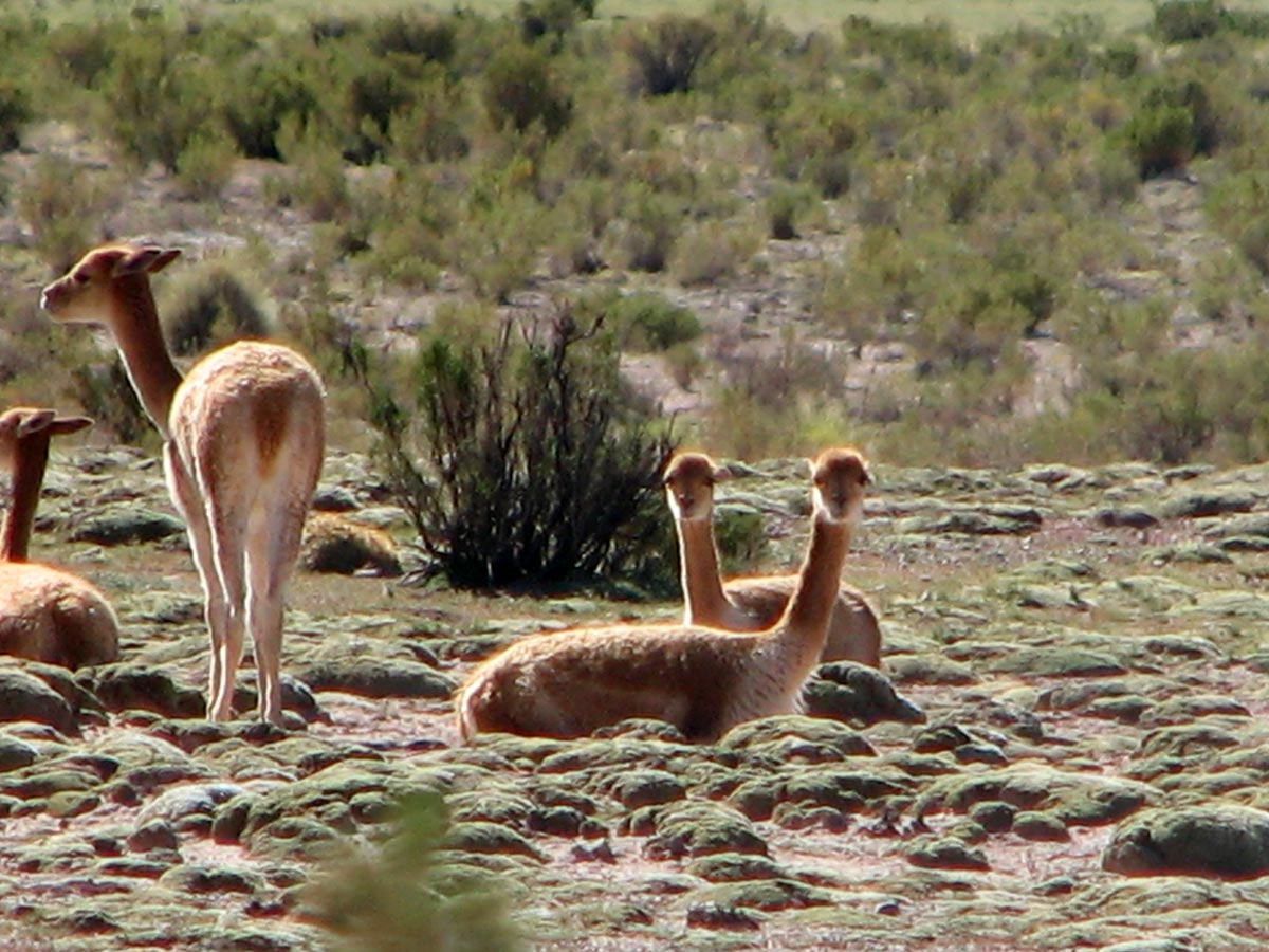 Bolivia. Altiplano. Vikunjaer. Foto