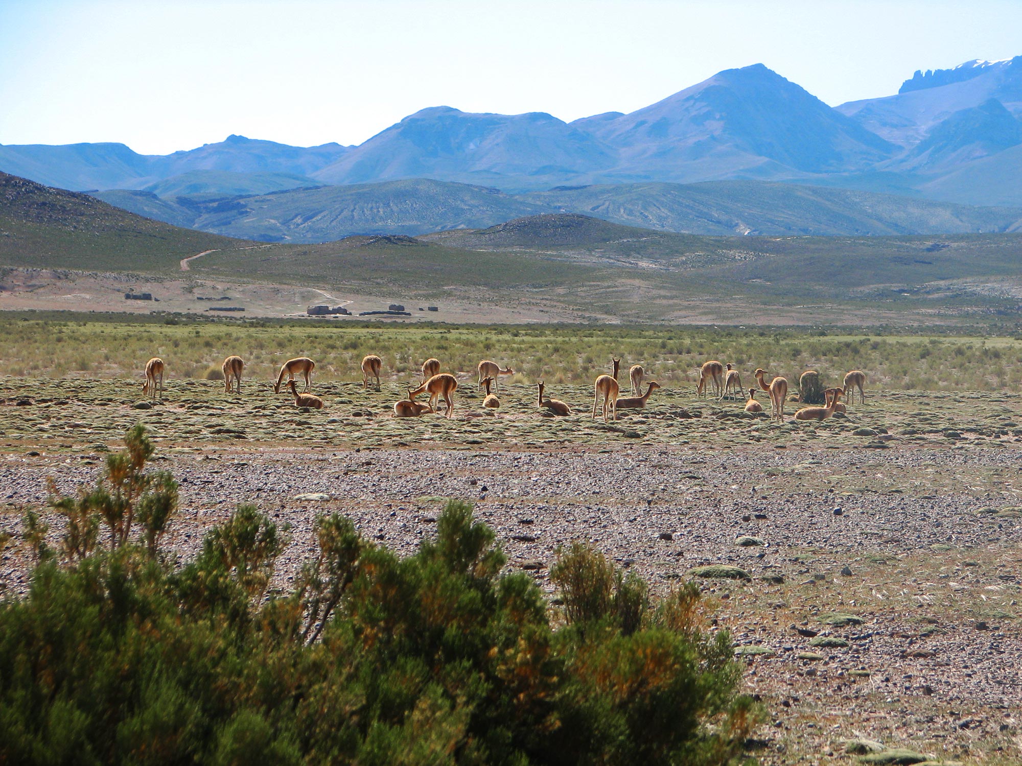 Bolivia-Altiplano. Landskap med vikunjaer. Foto