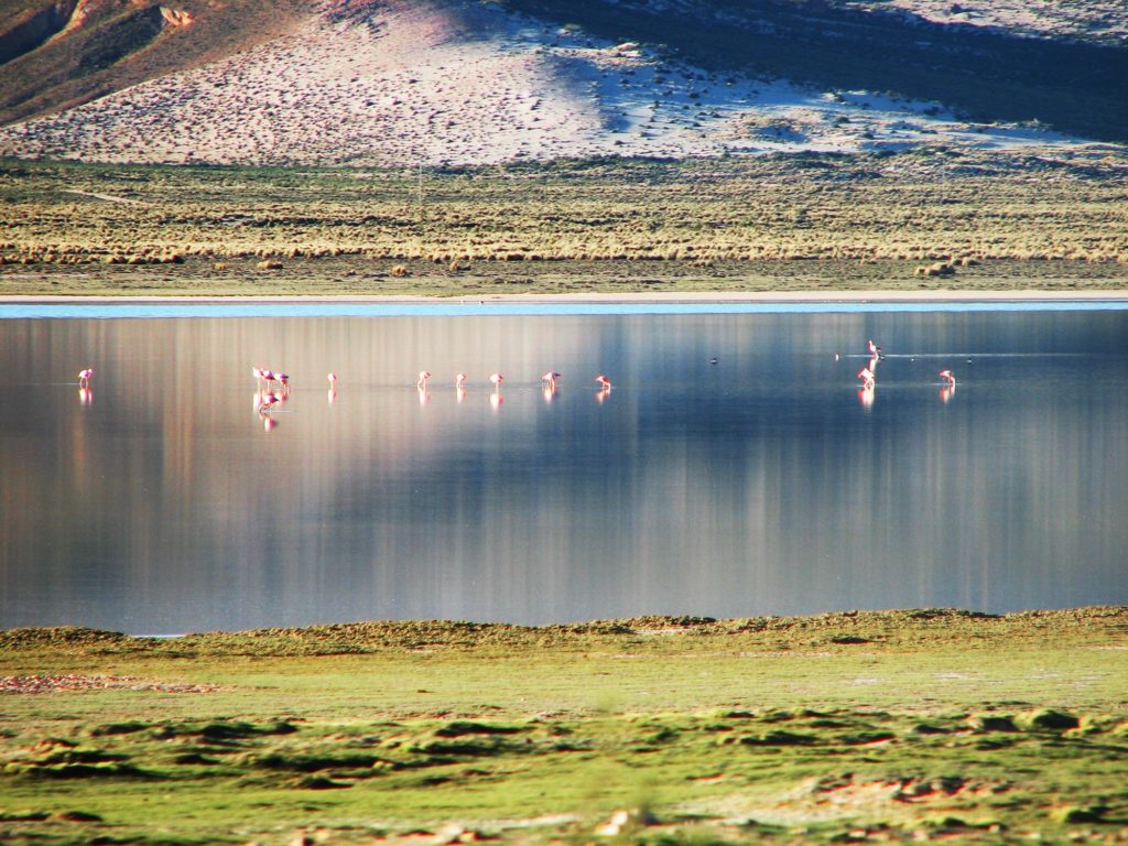 Bolivia. Altiplano. Flamingoer. Foto