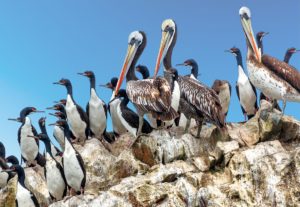 Peru. Paracas naturreservat. Ballestras-øyene. Fugler. Foto