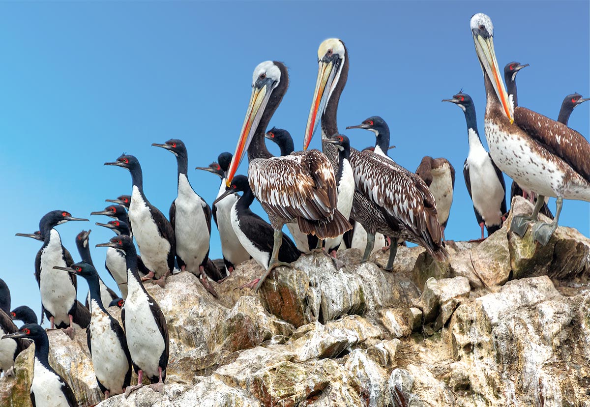 Peru. Paracas naturreservat. Ballestras-øyene. Fugler. Foto