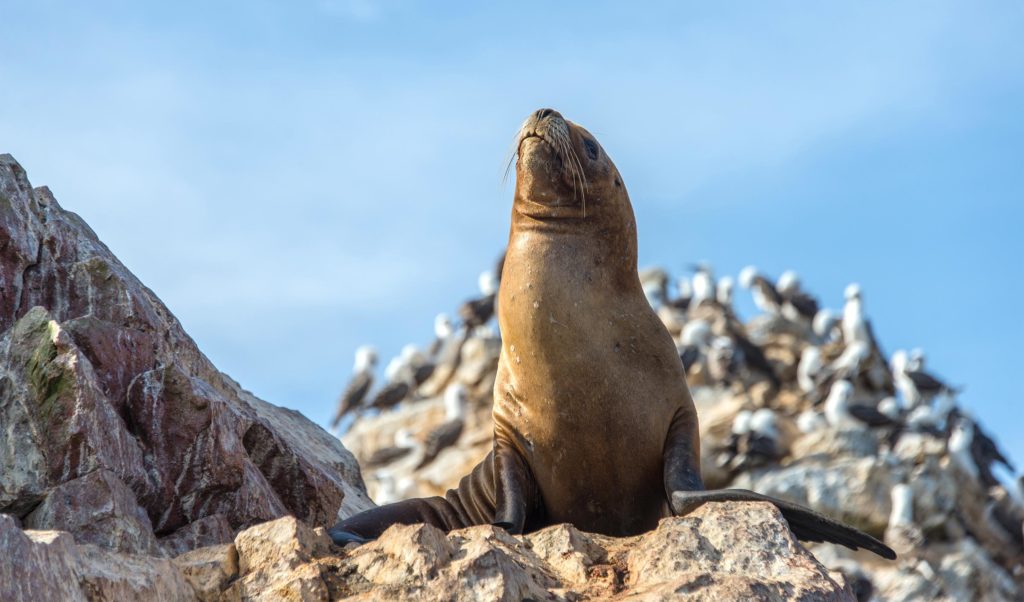 Peru. Paracas naturreservat. Sjøløver og fugler på Ballestras-øyene. Foto