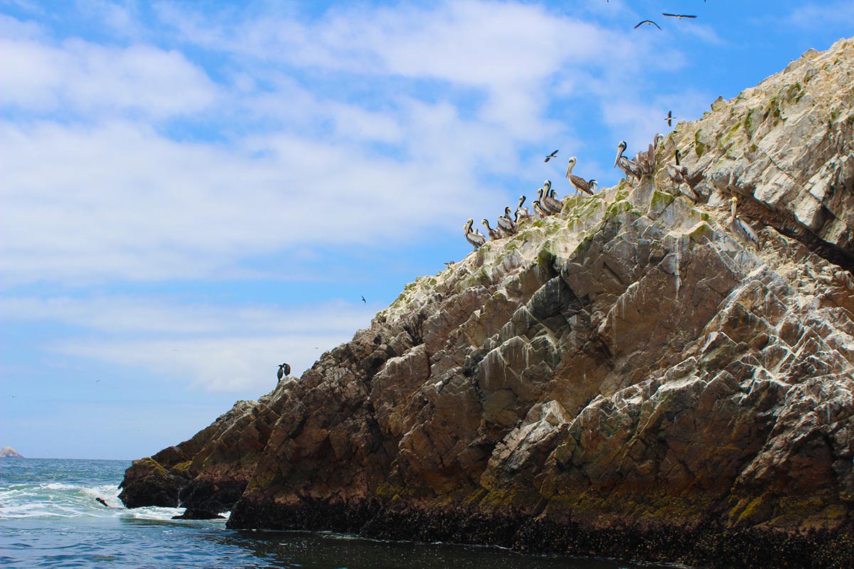 Peru. Paracas naturreservat. Ballestras-øyene. Fugler. Foto