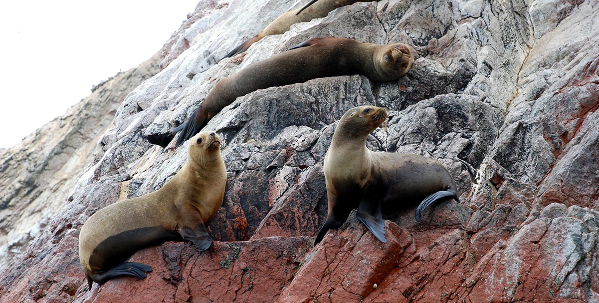 Peru. Paracas naturreservat. Ballestras-øyene. Sør-Amerikanske sjøløver. Foto