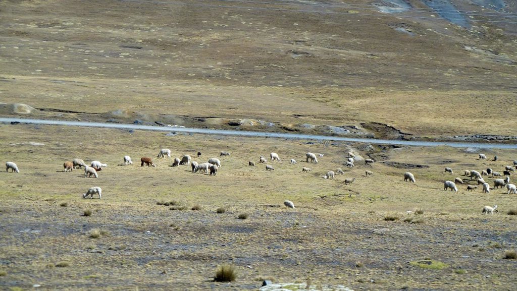 Bolivia. Lamaflokk i Altiplano. Foto