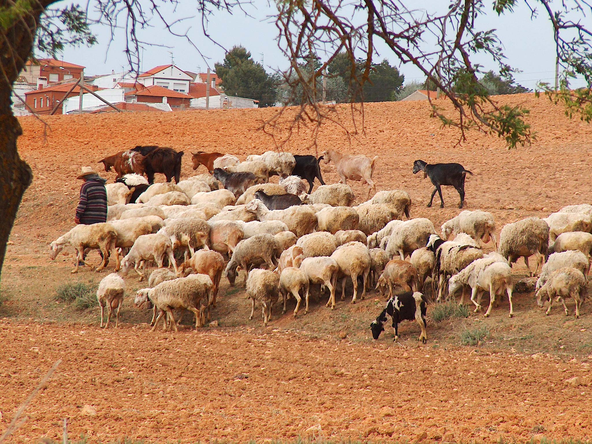 Gjeter med saueflokken i Castilla La Mancha. Foto: MariaV ©