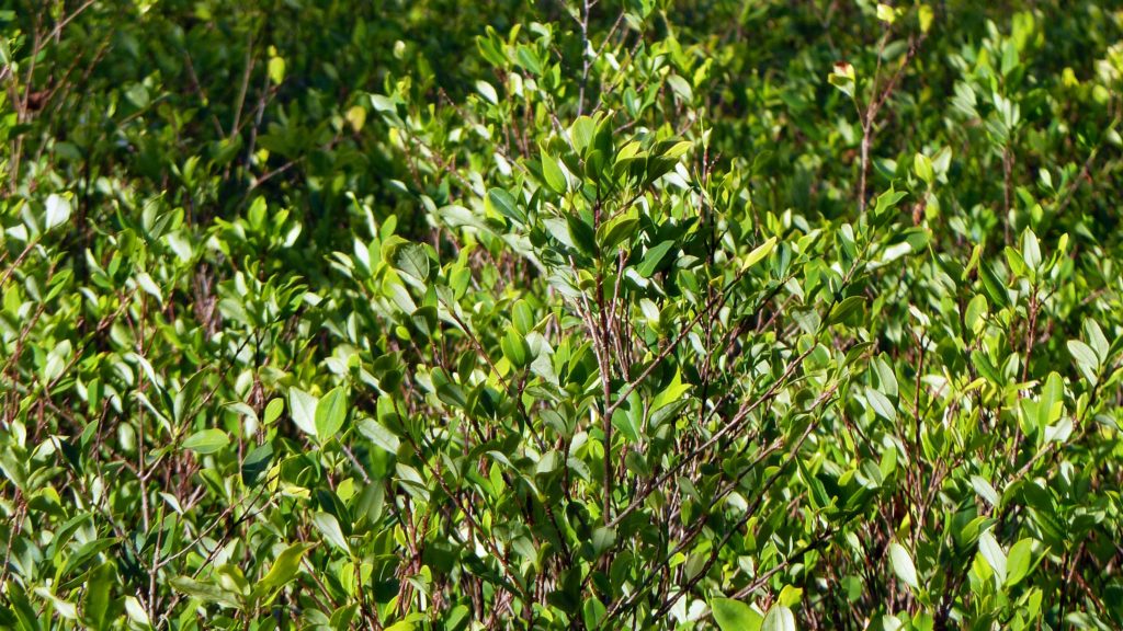 Coca-planten. Foto