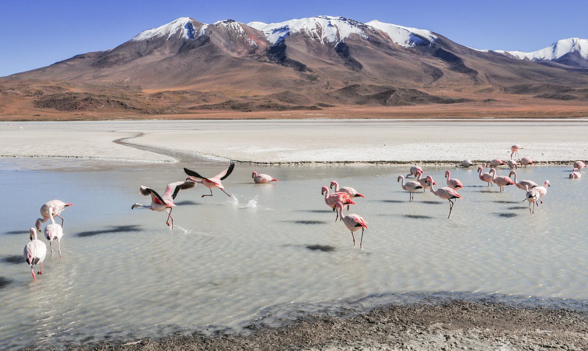 Natur. Illustrasjon. Flokk med flamingo i Bolivia. Foto