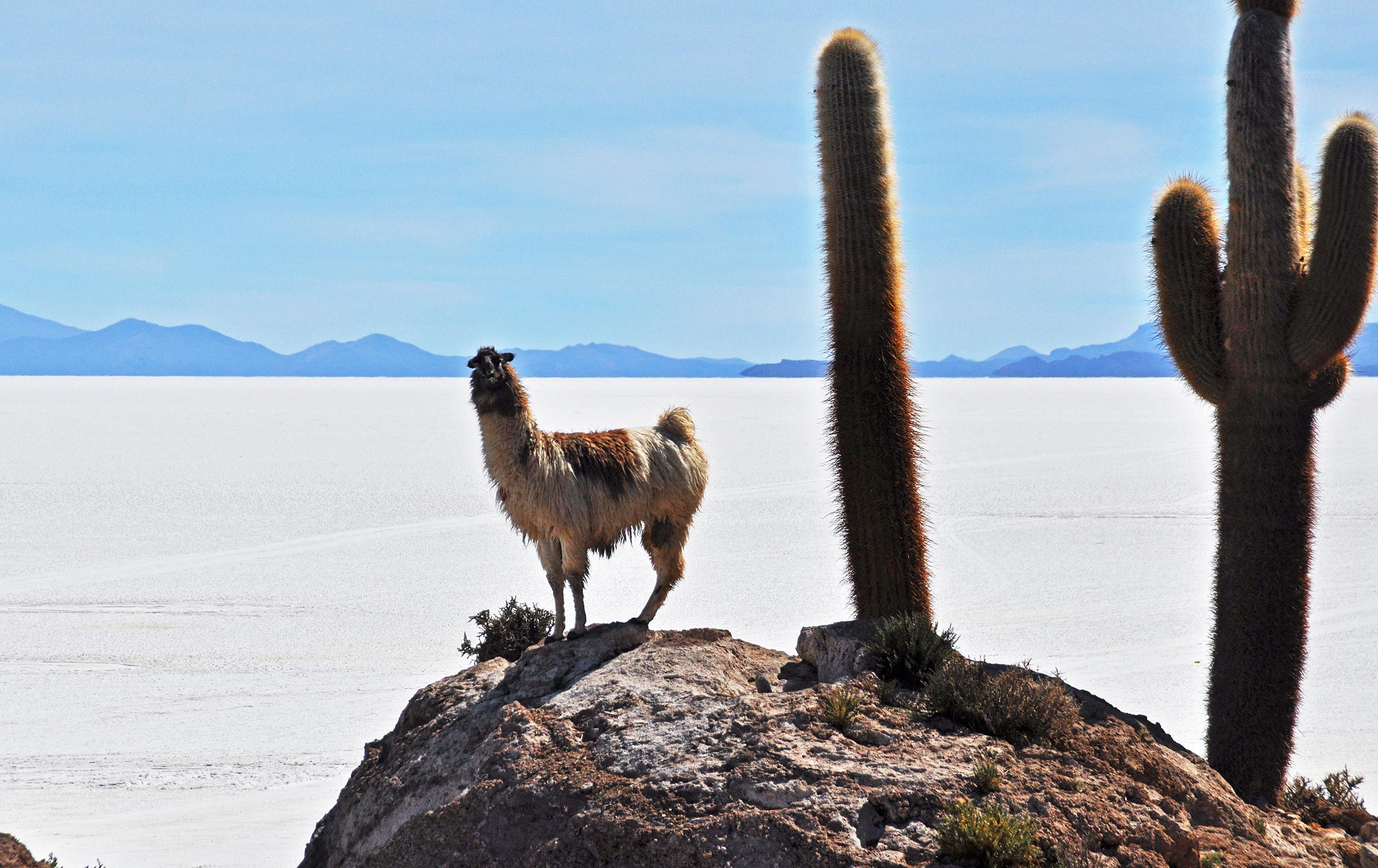 Bolivia. Salar de Uyuni. Lama og kaktuser i oasen. Foto