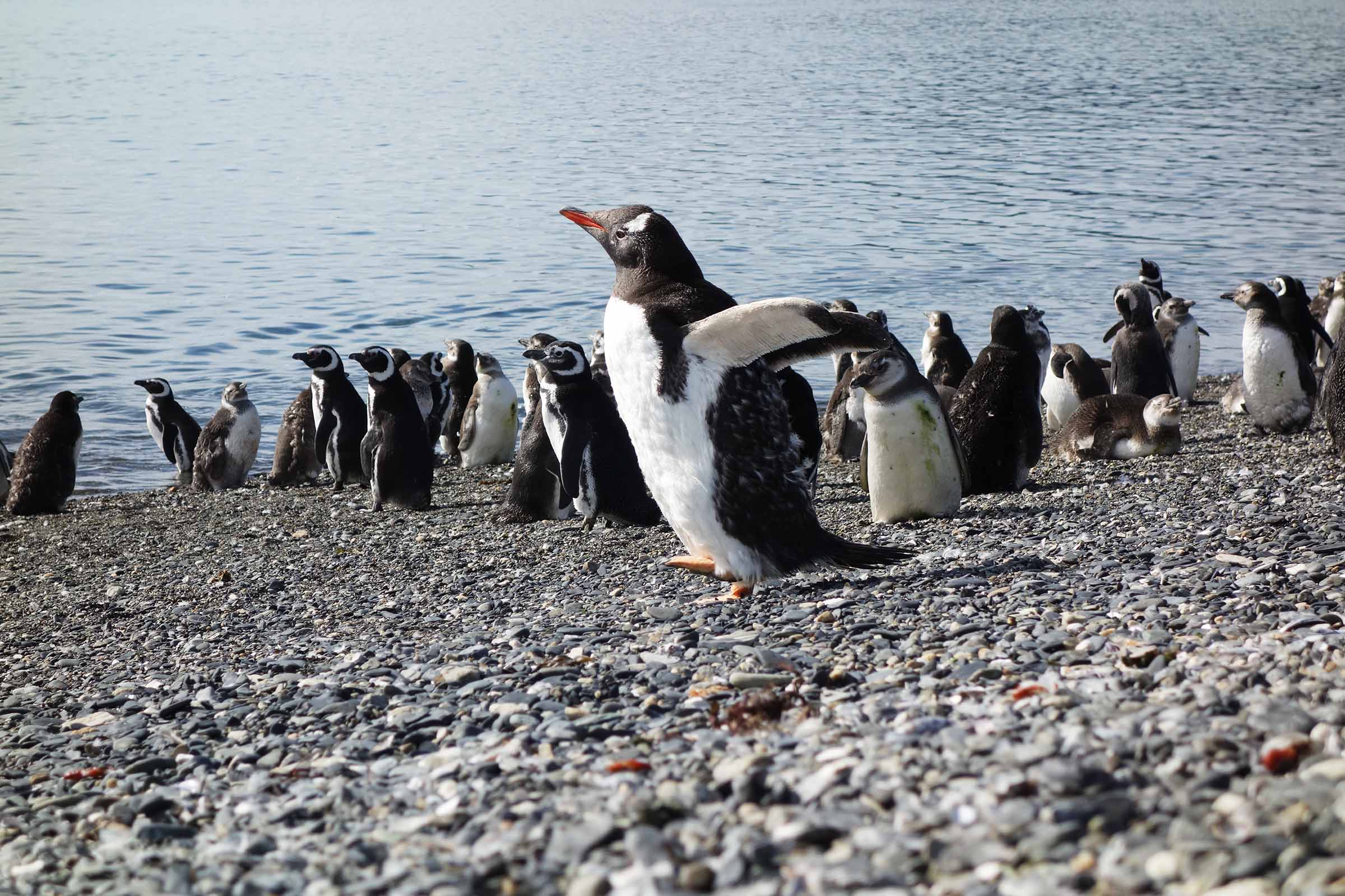 Argentina. Ildlandet. Pingviner. Foto: Ksenia Plotnikova, Pixabay