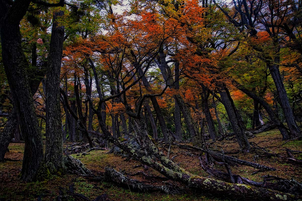 Argentina. Ildlandet. Patagonisk skog. Foto.