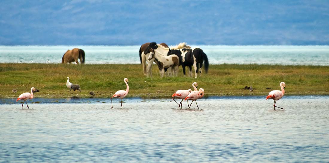 Argentina. Patagonia. Landskap med hester og flamingo. Foto