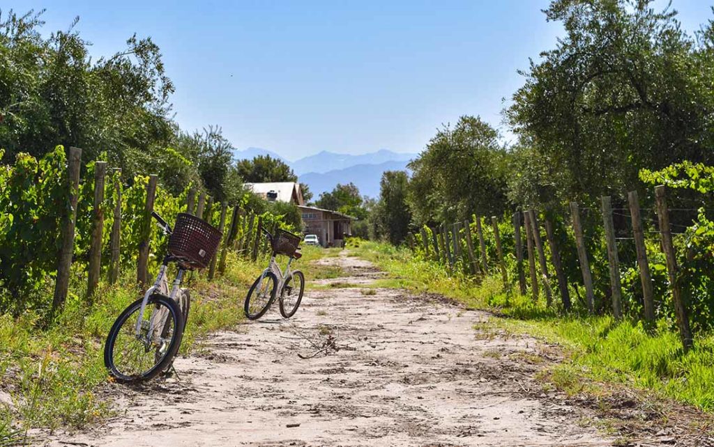 Argentina. Sykkeltur på vinmarkene. Foto