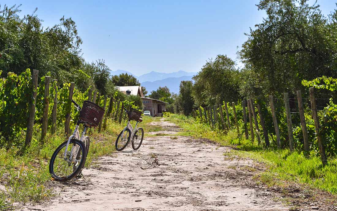 Argentina. Sykkeltur på vinmarkene. Foto
