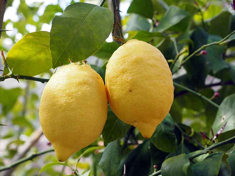 Sitroner i Sorrento