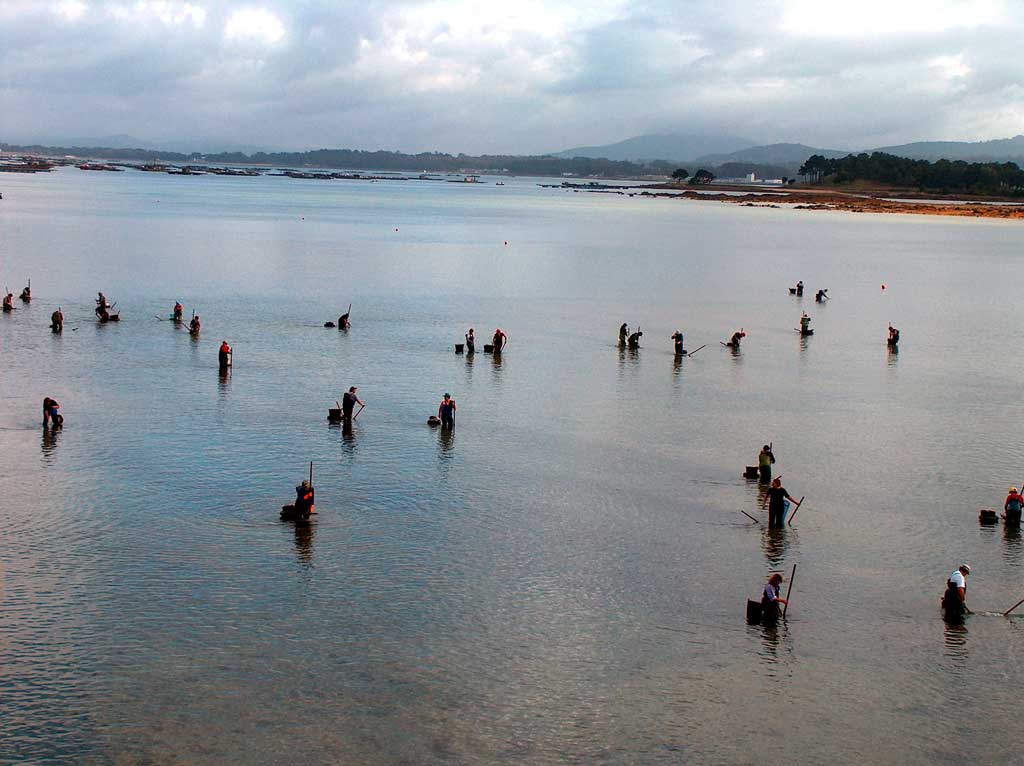 Spania. Galicia. Oppdrett av muslinger i fjordene Rias Baixas. Foto