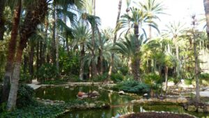Spania. Elche. Palmeparken. Foto