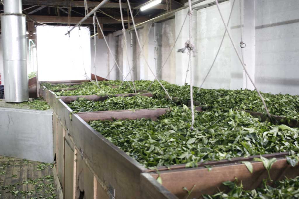 Azorene, Saõ Miguel, Gorreana tefabrikk, tørking av tebladene. Foto