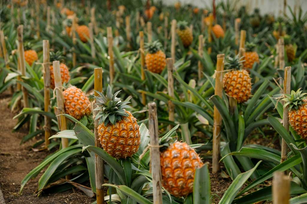 Azorene, Saõ Miguel, ananas plantasje. Foto