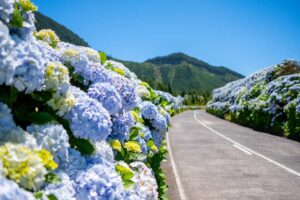 Azorene. Saõ Miguel. Blomster langs veien til Sete Cidades. Foto