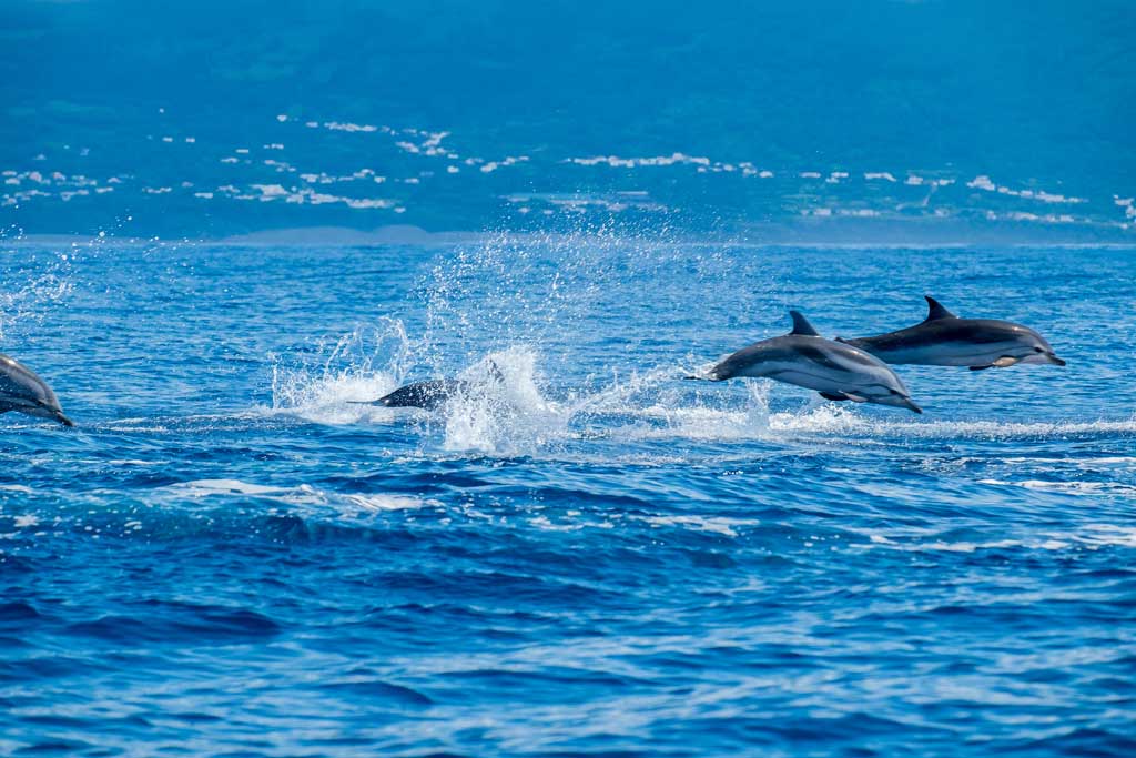 Delfiner på Azorene. Foto
