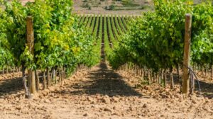 Spania. Vinmarkene i Rioja