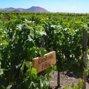 Chile. Concha y Toro. Vindruer. Foto