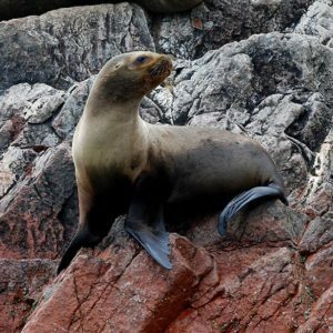 Peru. Paracas naturreservat. Ballestras-øyene. Sør-Amerikanske sjøløver. Foto