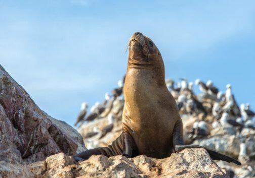 Peru. Paracas naturreservat. Sjøløver og fugler på Ballestras-øyene. Foto