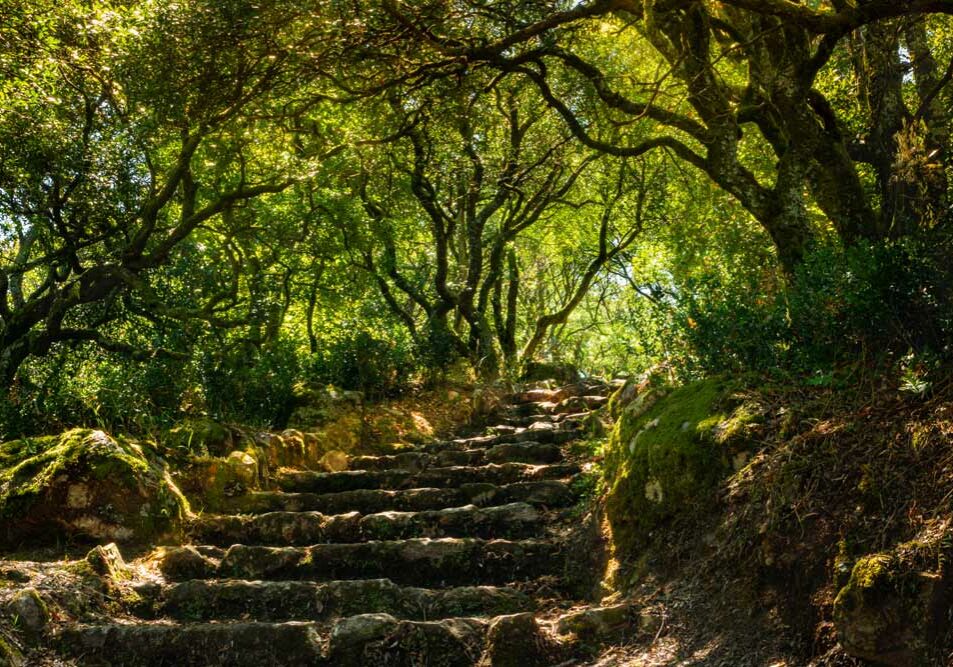 Portugal. Bussaco-skogen. Den opprinnelige, klimatiske skog med lokale vekster og trearter.