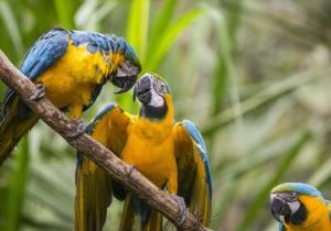 Papegøyer i frie omgivelser i Las Yungas. Foto