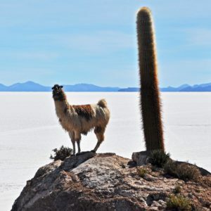 Bolivia. Salar de Uyuni. Lama og kaktuser i oasen. Foto